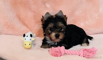 Yorkshire terrier