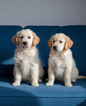 Golden retriever,retriver