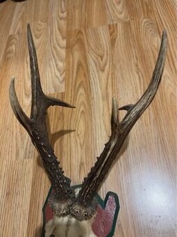 Parohy Jeleň Srnec Zuby Diviak