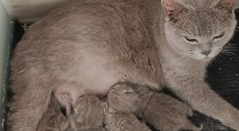 Britské modré lilave mačiatka