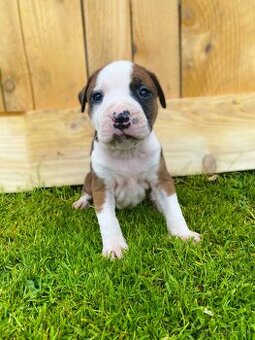 🐶 Americký stafordšírsky teriér (Amstaff, staford)