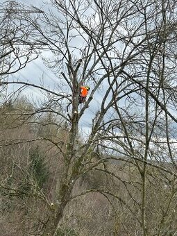 Výrub a orez rizikových stromov