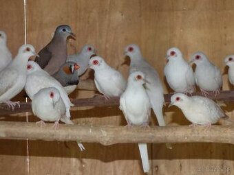 Holúbky diamantové