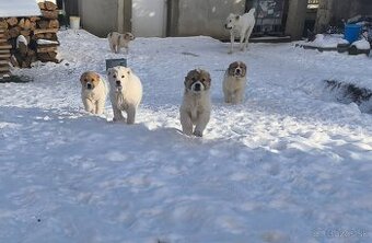 Predám šteniatka stredoázijský ovčiak