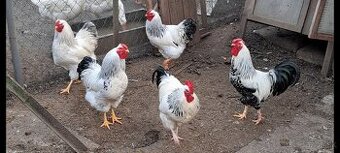 Kohúty Sasexka Wyandot