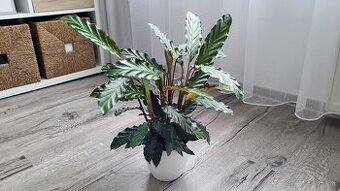 Kalatea (Calathea rufibarba)