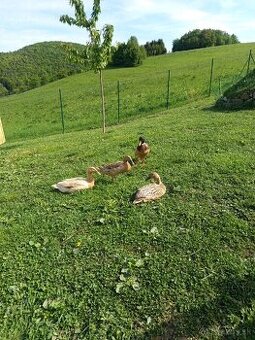 Indické bežce