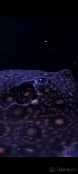 Potamotrygon Motoro Royal Marbled