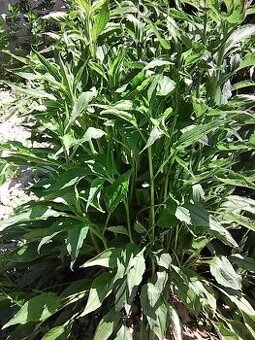 predám sadenice echinacea...