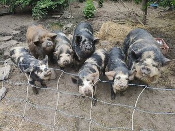 Kune kune