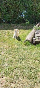 Šteniatko Rex