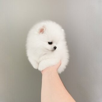 Špic, nemecký špic , Pomeranian