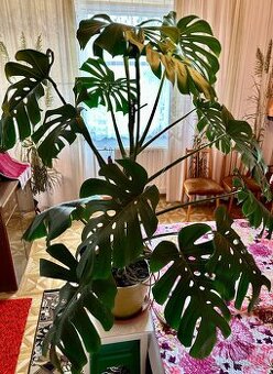 Monstera delicosa XXL - 1
