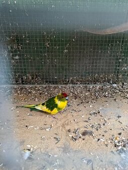 Kakariki cervenočelý