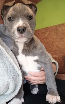 Americký staford blue