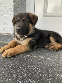 Predám Nemeckého ovčiaka