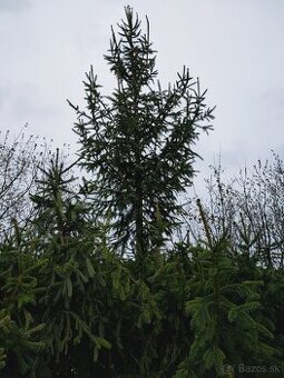 Darujem živý stromček, smrek vianočný.