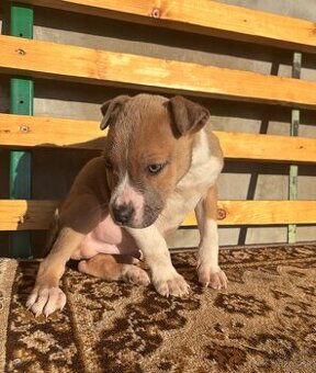 Americký stafordsirsky terier, Stafford, amstaf