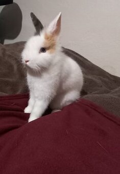 Teddy - levík králik