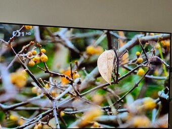 Panasonic TX-55GZ950E - uhlopriečka 55"