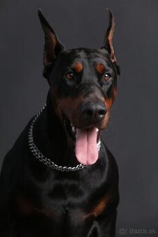 Doberman chovný pes - na krytie