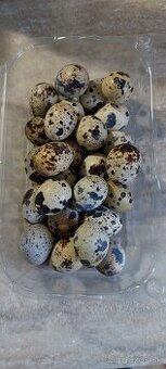 Prepelicie vajicka