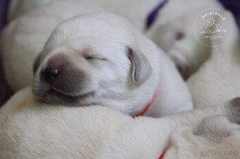 Labrador s rodokmeňom pôvodu