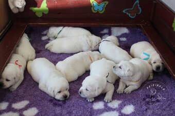Labrador s rodokmeňom pôvodu
