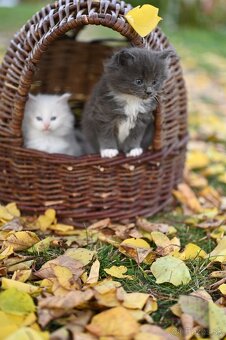 Mainská mývalia - maine coon - MCO 3 mačiatka - 1