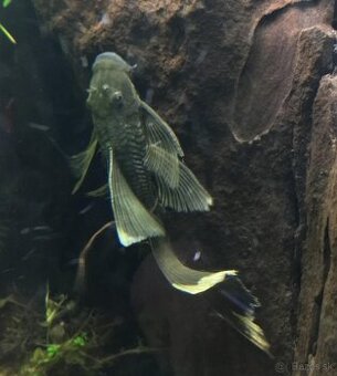 Prisavnik, sumec Green Dragon.