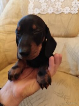 Jazvečik trpazliči