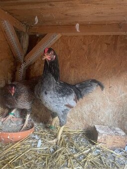 Indická Bojovníčka