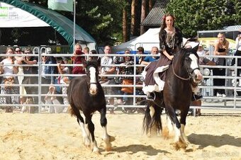 Irský cob - 3 hřebečči na prodej