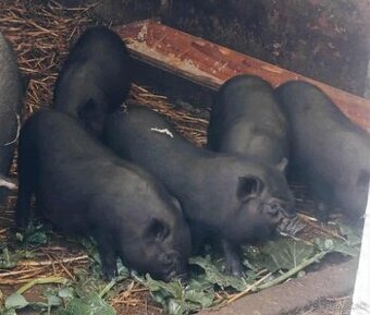 Vietnamské prasiatka