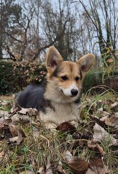 Welsh Corgi Pembrok