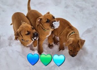 Americký stafordširský teriér