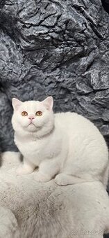 Britske maciatka s PP