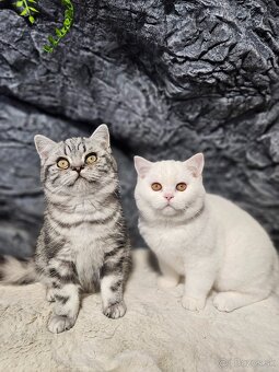 Britské mačiatka s PP