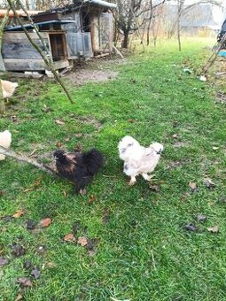 Kohúti hodvabničky