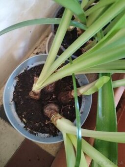 Zornice cibule 3 kvetináče