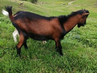 bezrohý cap lamancha s malými uškami