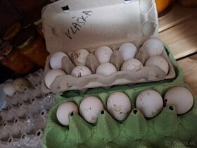 Nasadove vajíčka čistokrvnej hydiny