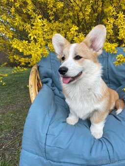 corgi
