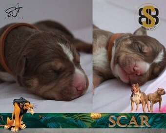 American Bully XL
