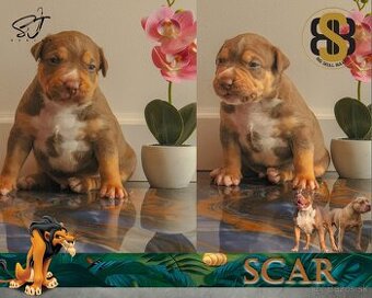 American Bully XL