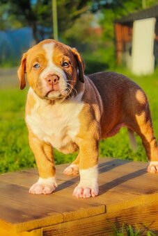 American Bully XL