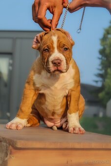 American Bully XL