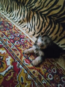 YorkshiryTerrier -