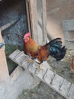 Kohút Švédska kvetina