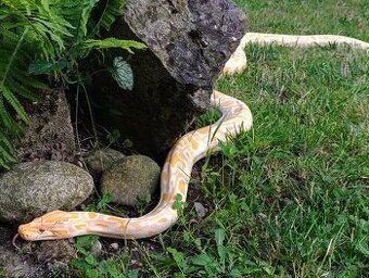 Pytón Tmavý / Python Bivittatus